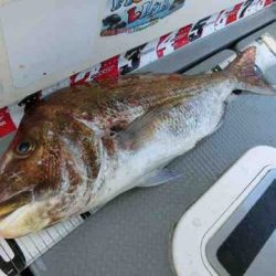 遊漁船 セトマリン 釣果