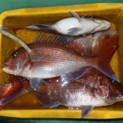 第二むつ漁丸 釣果