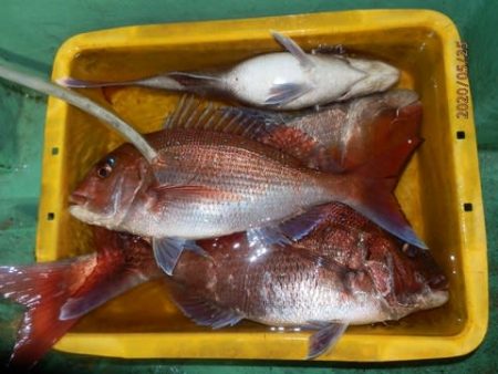 第二むつ漁丸 釣果