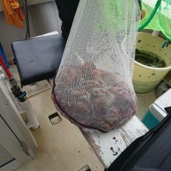 たかみ丸 釣果