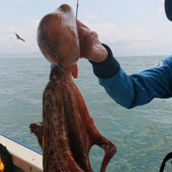 たかみ丸 釣果