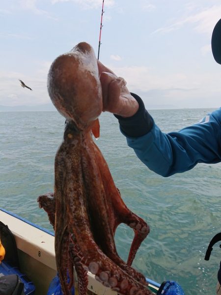 たかみ丸 釣果