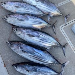 へいみつ丸 釣果