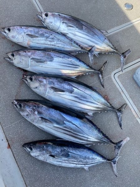 へいみつ丸 釣果