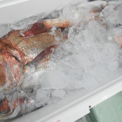 こうゆう丸 釣果