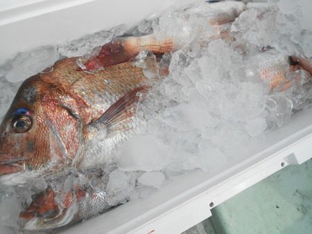 こうゆう丸 釣果