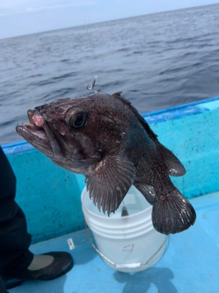 宝昌丸 釣果