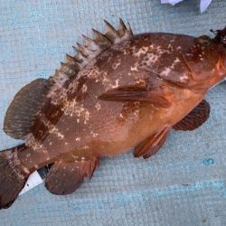 TOPGUN名古屋 釣果