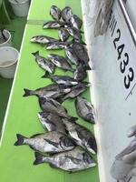 久里浜黒川本家 釣果