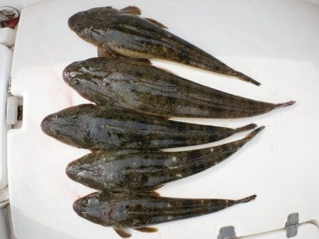 TOPGUN名古屋 釣果