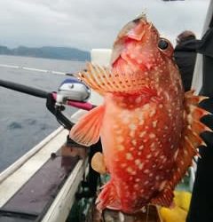 松福丸 釣果