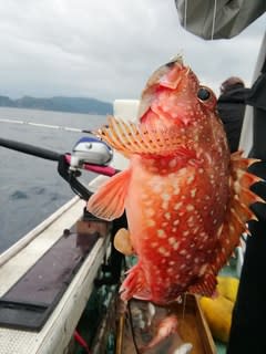 松福丸 釣果