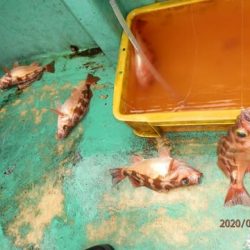 第二むつ漁丸 釣果