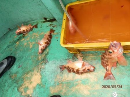 第二むつ漁丸 釣果