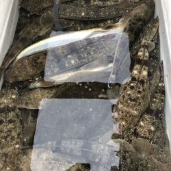 Magic（マジック） 釣果