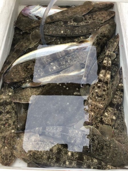 Magic（マジック） 釣果