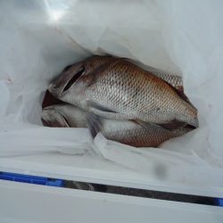 浅間丸 釣果