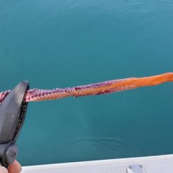 遊漁船 ニライカナイ 釣果