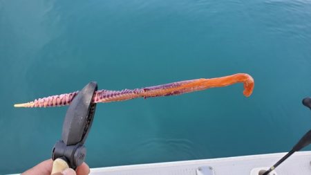 遊漁船 ニライカナイ 釣果