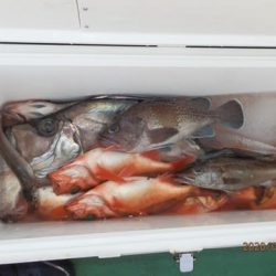 第二むつ漁丸 釣果