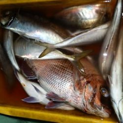 第二むつ漁丸 釣果