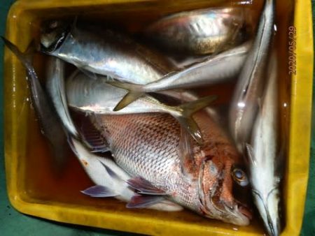 第二むつ漁丸 釣果