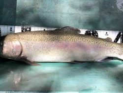 フィッシング サンクチュアリ 釣果