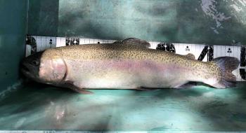 フィッシング サンクチュアリ 釣果