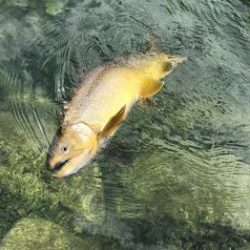 フィッシング サンクチュアリ 釣果