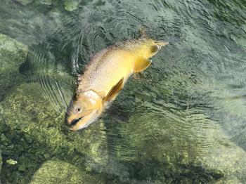 フィッシング サンクチュアリ 釣果