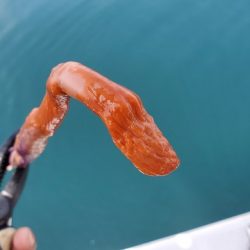 遊漁船 ニライカナイ 釣果