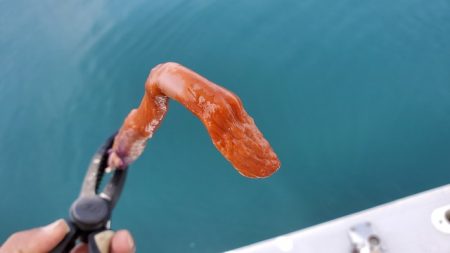 遊漁船 ニライカナイ 釣果