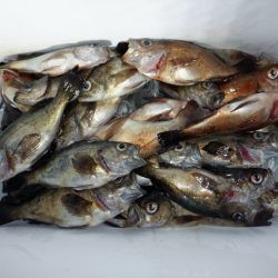 遊漁船 遊友 釣果