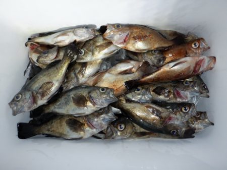 遊漁船 遊友 釣果