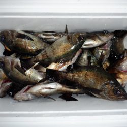 遊漁船 遊友 釣果