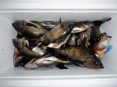 遊漁船 遊友 釣果