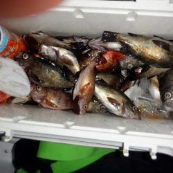 遊漁船 遊友 釣果