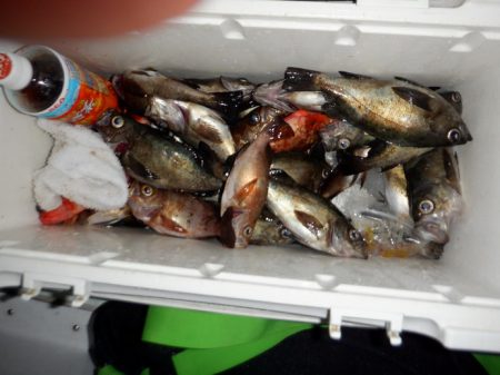 遊漁船 遊友 釣果