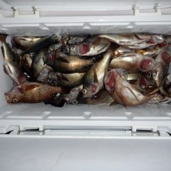 遊漁船 遊友 釣果