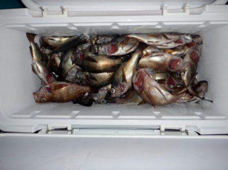 遊漁船 遊友 釣果