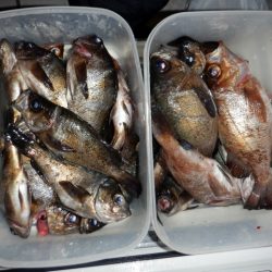 遊漁船 遊友 釣果