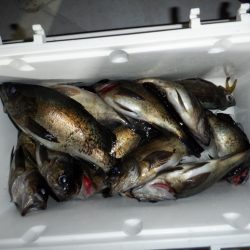 遊漁船 遊友 釣果