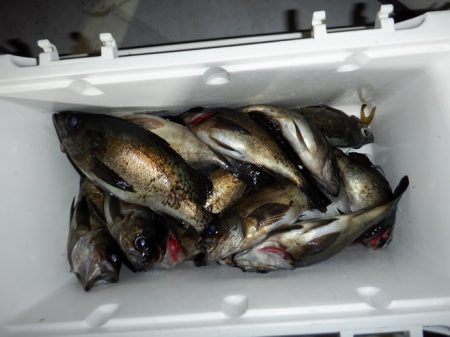 遊漁船 遊友 釣果