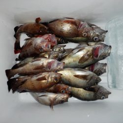 遊漁船 遊友 釣果