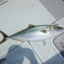 遊漁船 遊友 釣果