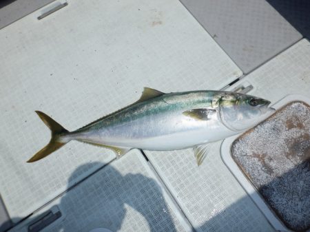 遊漁船 遊友 釣果