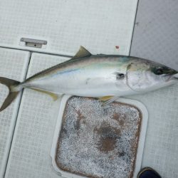 遊漁船 遊友 釣果