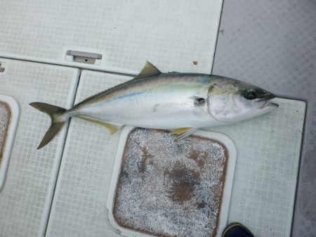 遊漁船 遊友 釣果