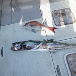 遊漁船 遊友 釣果