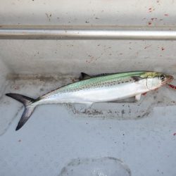 遊漁船 遊友 釣果